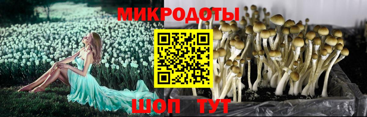 Псилоцибиновые грибы Cubensis Курчатов